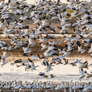 During the Snow Goose Festival of the Pacific Flyway, a large flock of white waterfowl fly upward from a flooded rice field with some of the same type of bird in the foreground walking on land.