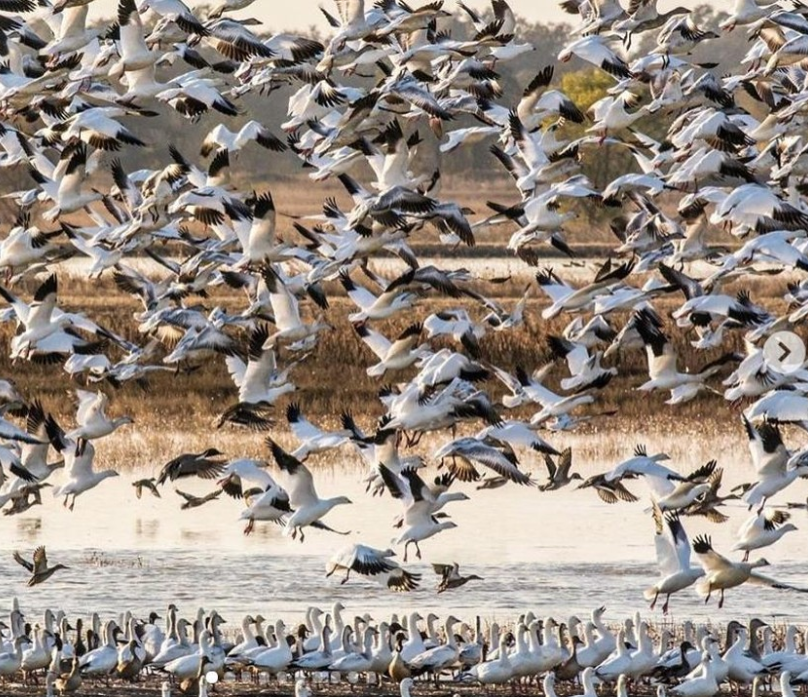 During the Snow Goose Festival of the Pacific Flyway, a large flock of white waterfowl fly upward from a flooded rice field with some of the same type of bird in the foreground walking on land.